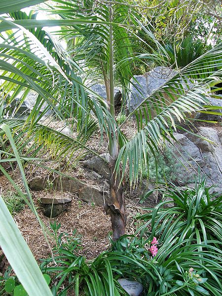 File:Acanthophoenix rubra Ha.JPG