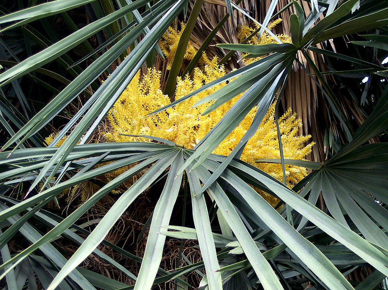 File:Trithrinax campestris flowering Oct.jpg