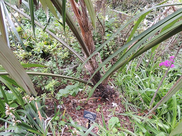 ARenga micrantha base GGP.jpg