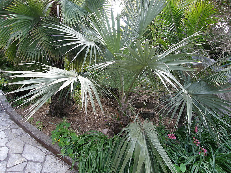 File:Livistona rigida Ha.JPG