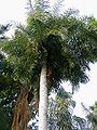Thumbnail for version as of 13:08, 5 October 2014