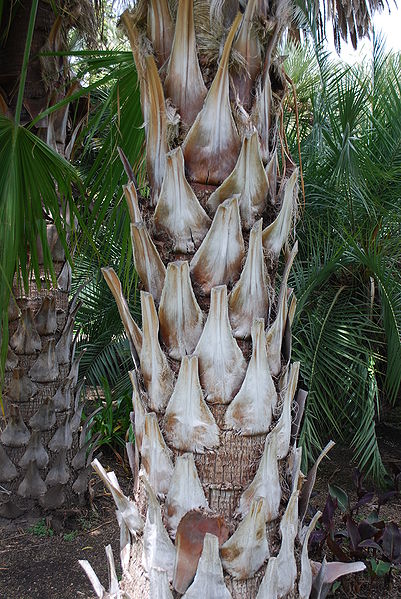 File:Livistona nitida trunk.jpg