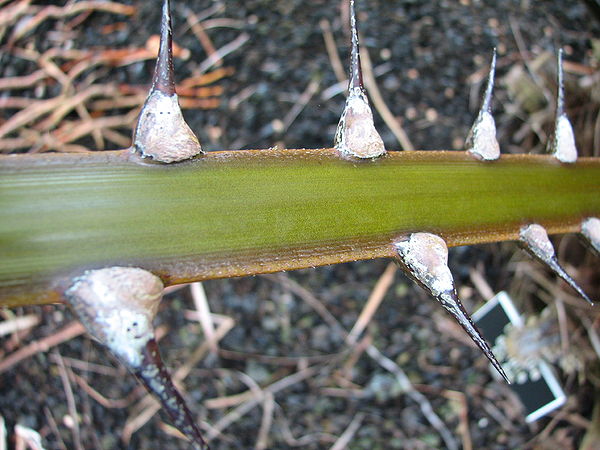Livistona saribus petiolar detail.jpg