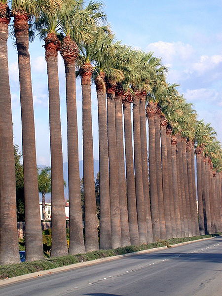 File:Washingtonia flifieri Simi.jpg