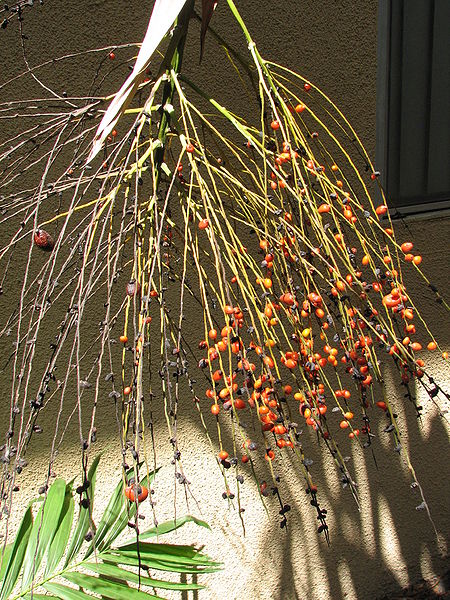 File:Synecanthus fibrosus seed Ps.jpg