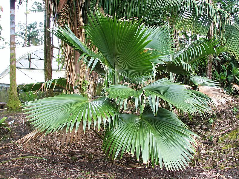 File:Pritchardia laningera.jpg