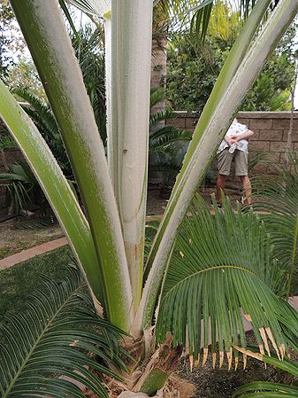 Pritchardia lowreyana petioles .jpg