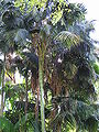 Thumbnail for version as of 20:49, 26 August 2014