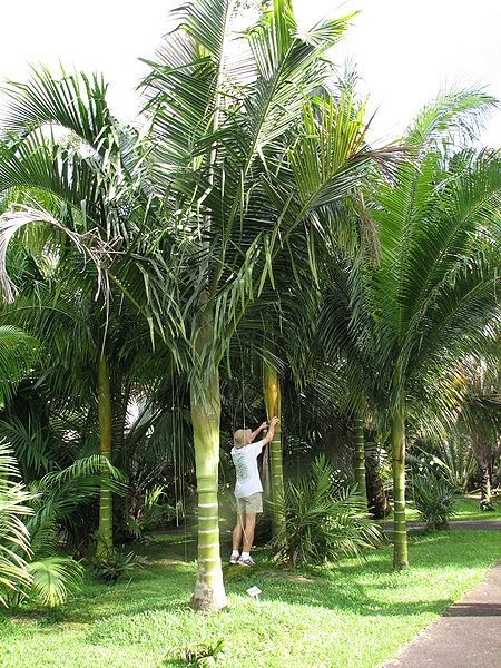 File:Dypsis Orange Crushes, Lundkvist.jpg