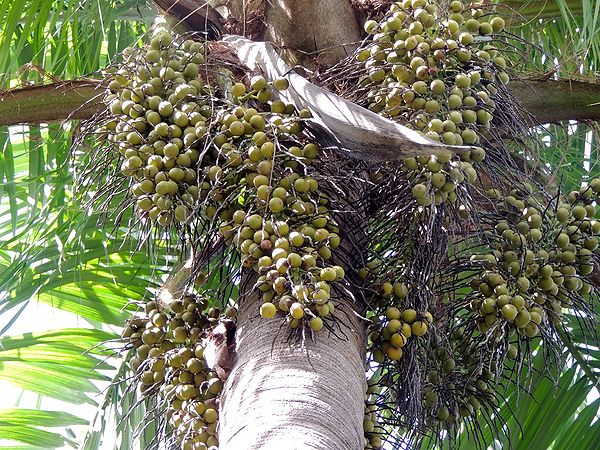 Acrocomia crispa infructescence Fairchild.jpg