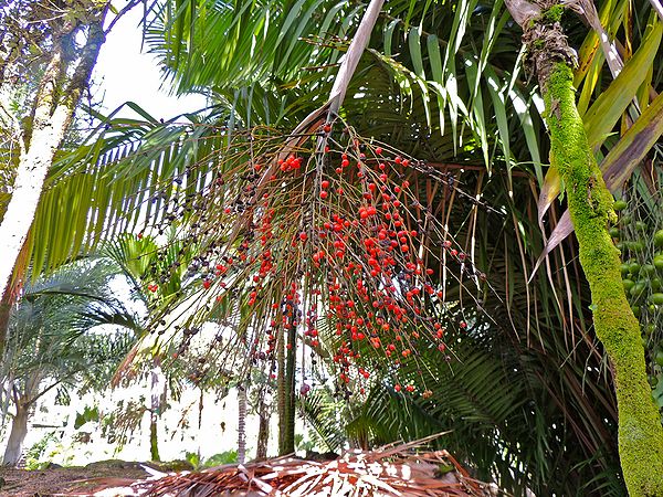 Synecanthus fruits.jpg