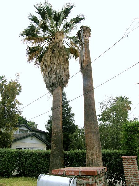 File:Washingtonia topless.JPG