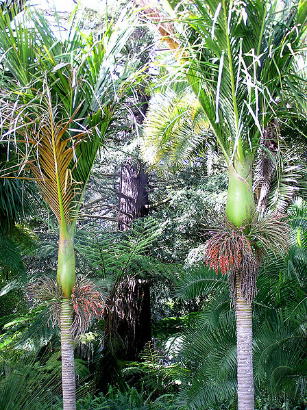 File:Rhopalostylis pair LL.JPG