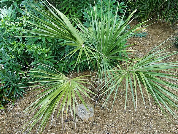 Livistona lanuginosa seedling front.JPG