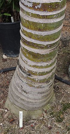 Rhopalostylis baueri trunk K.jpg