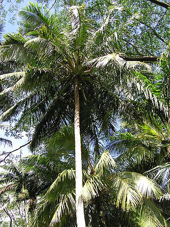 Cocos nucifera var spicata.JPG