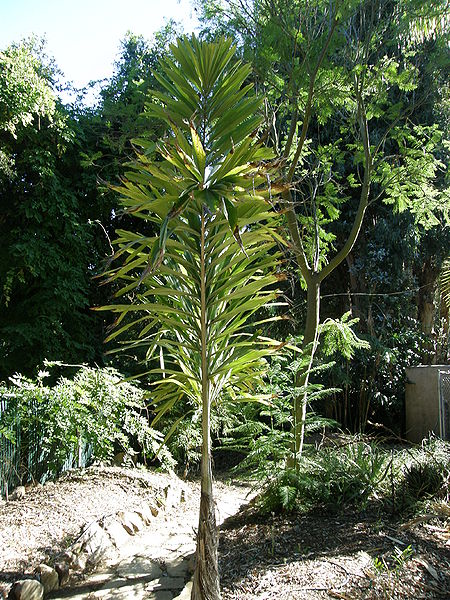 File:Wallichia disticha side view.JPG