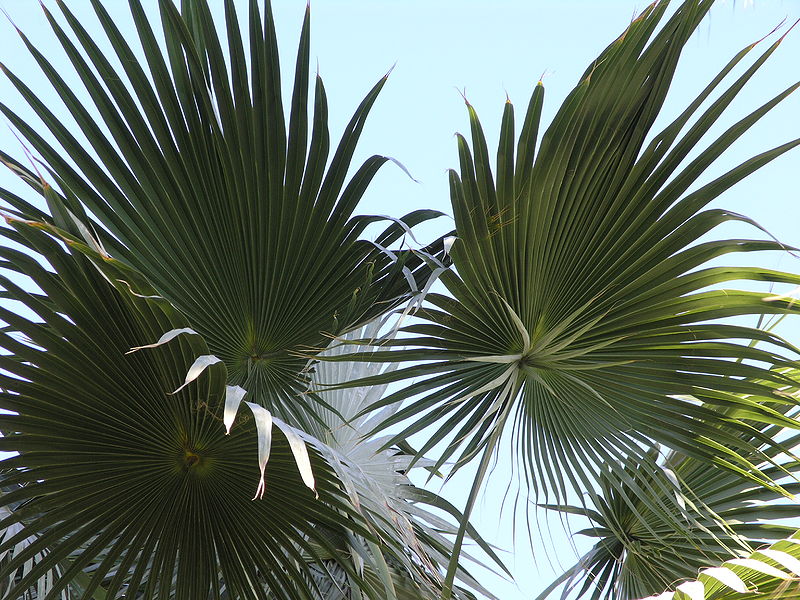 File:Brahea sarukhanii leaves.JPG