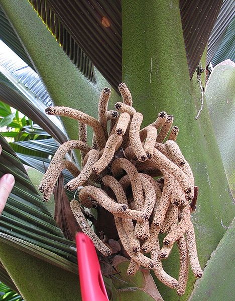 File:Marojejya newer flower.jpg