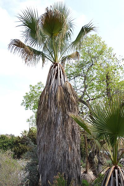 File:Washingtonia filifera.JPG