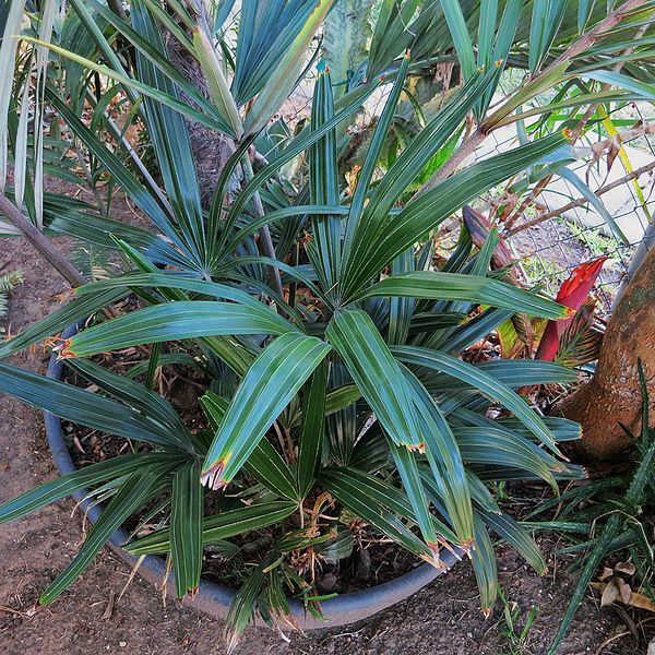 File:Rhapidophyllum 1-12.JPG