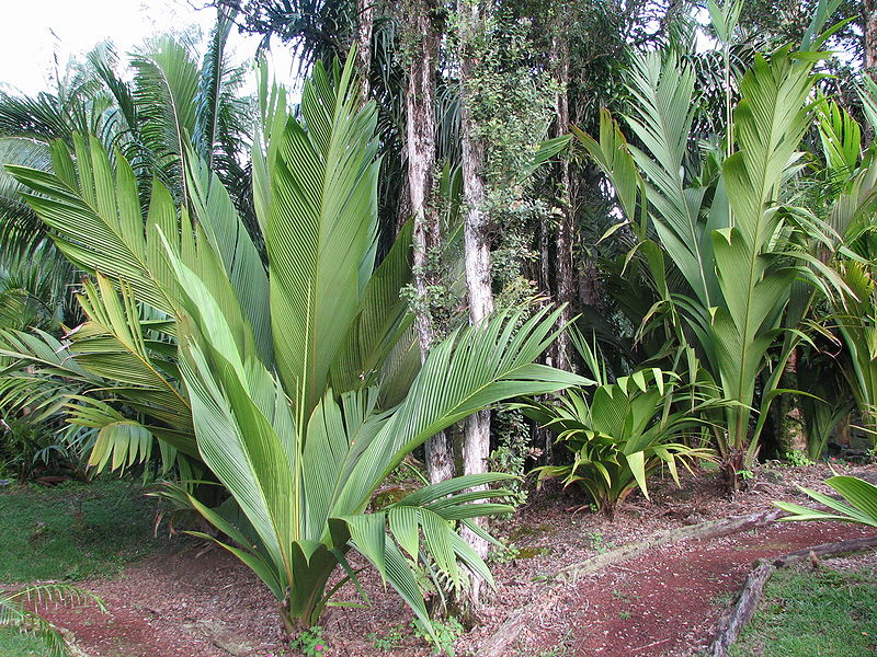 File:Marjojeyas mass planting.jpg