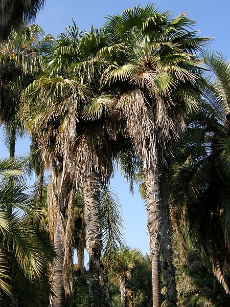 File:Trachycarpus at sunset.JPG