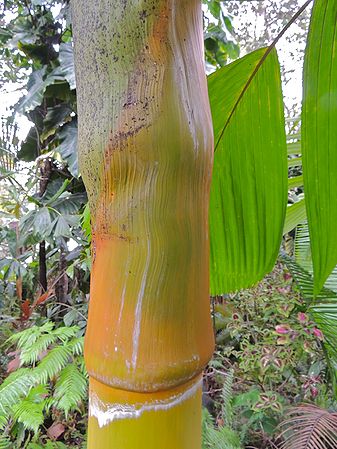 Dypsis Orange Crush crownshaft and trunk Dean.jpg