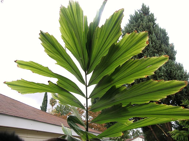 File:Wallichia leaves.JPG