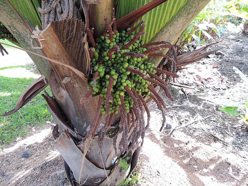 File:Marojejya fruiting BA.jpg