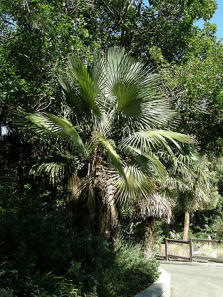 File:Trithrinax brasiliensis zoo.JPG