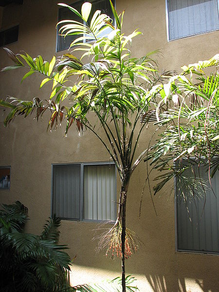 File:Synecanthus fibrosus ps.jpg