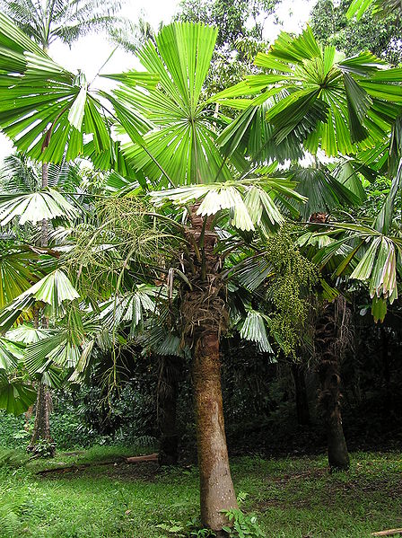 File:Licuala ramsayi Ho.JPG