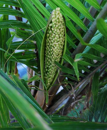 Ravenea hildebrandii flower.JPG