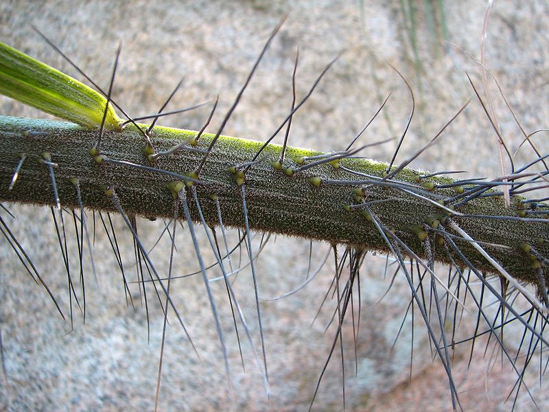 File:Acanthophoenix petiole.JPG