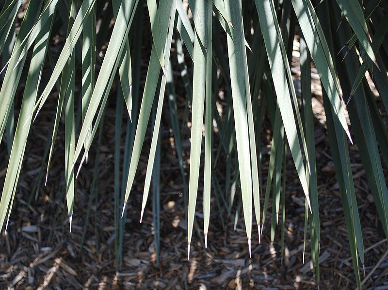 File:Trithrinax campestris dagger leaves.JPG