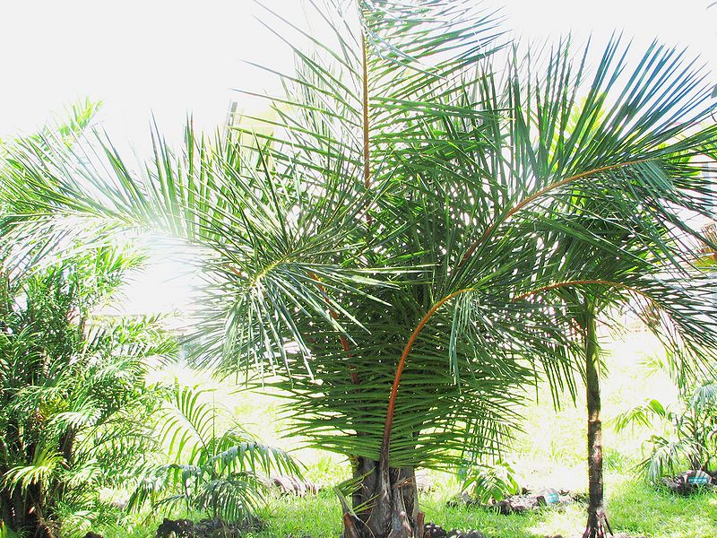 File:Raphia australis HU.jpg