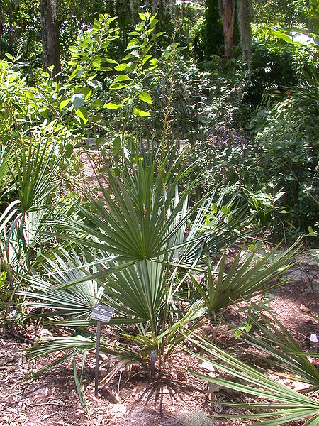 File:Sabal minor Leu.jpg
