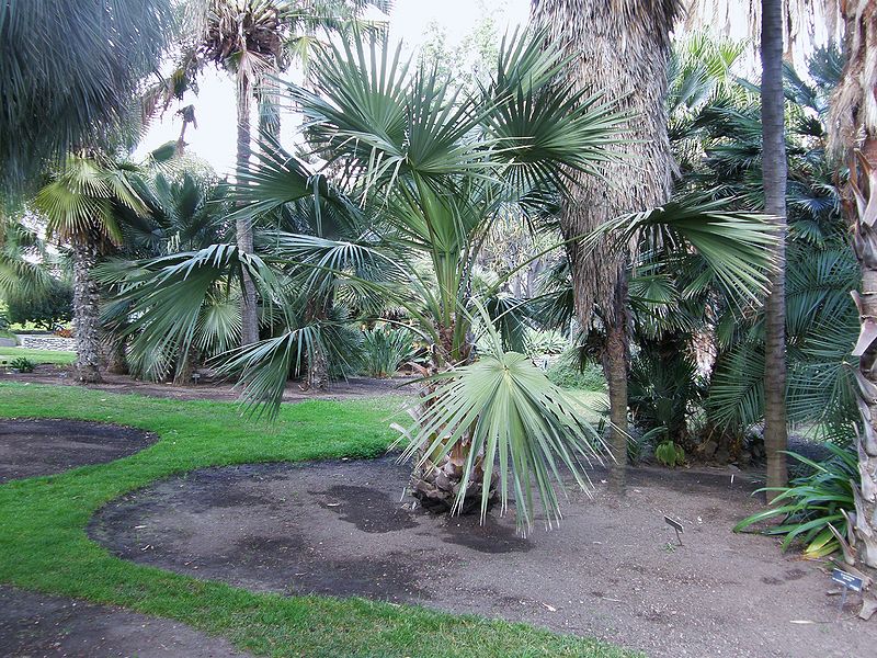 File:Livistona mariae.JPG