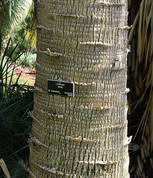 File:Livistona nitida trunk 2.jpg
