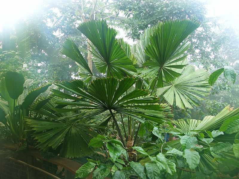 File:Licuala ramsayi H.JPG