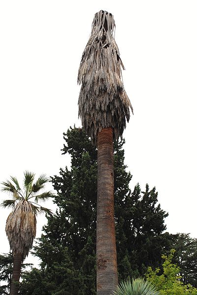 File:Washingtonia filifera dead.JPG