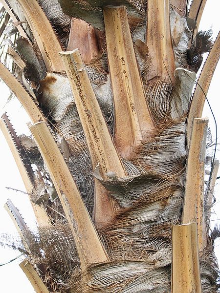 File:Livistona rigida trunk.JPG