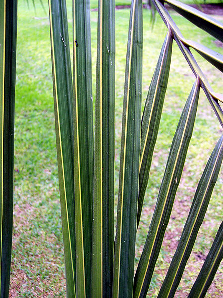 File:Parajubaea coccoides leaflets.jpg