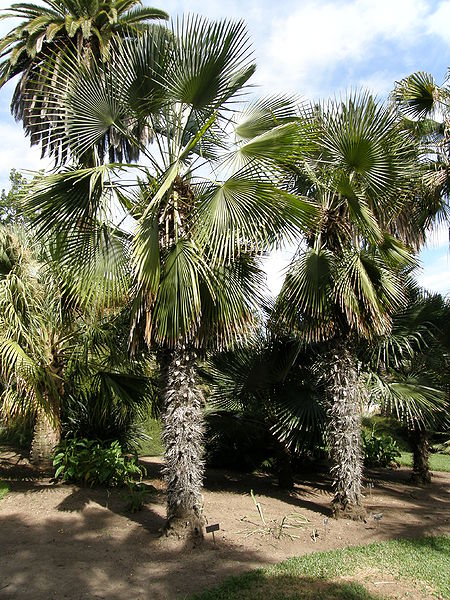 File:Trithrinax brasiliensis pair.JPG