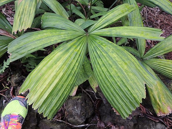 Licuala radulla pflm leaves.jpg