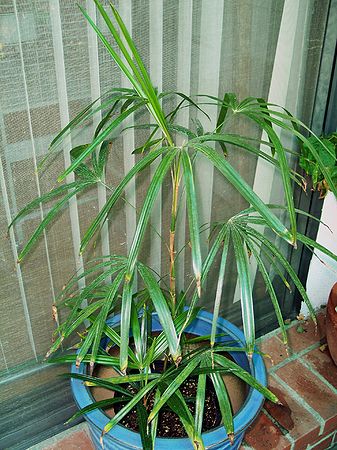 Rhapis Alicia.jpg