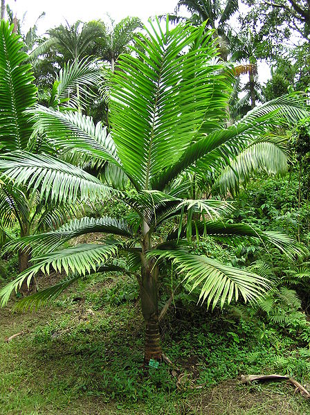 File:Burretiokentia hapala Ho.JPG