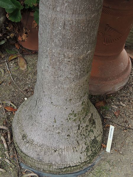 File:Syagrus pseudococus base K.jpg