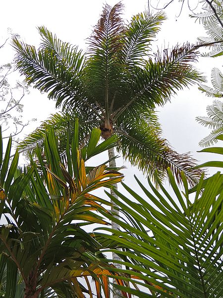 File:Syagrus pseudococos P.jpg